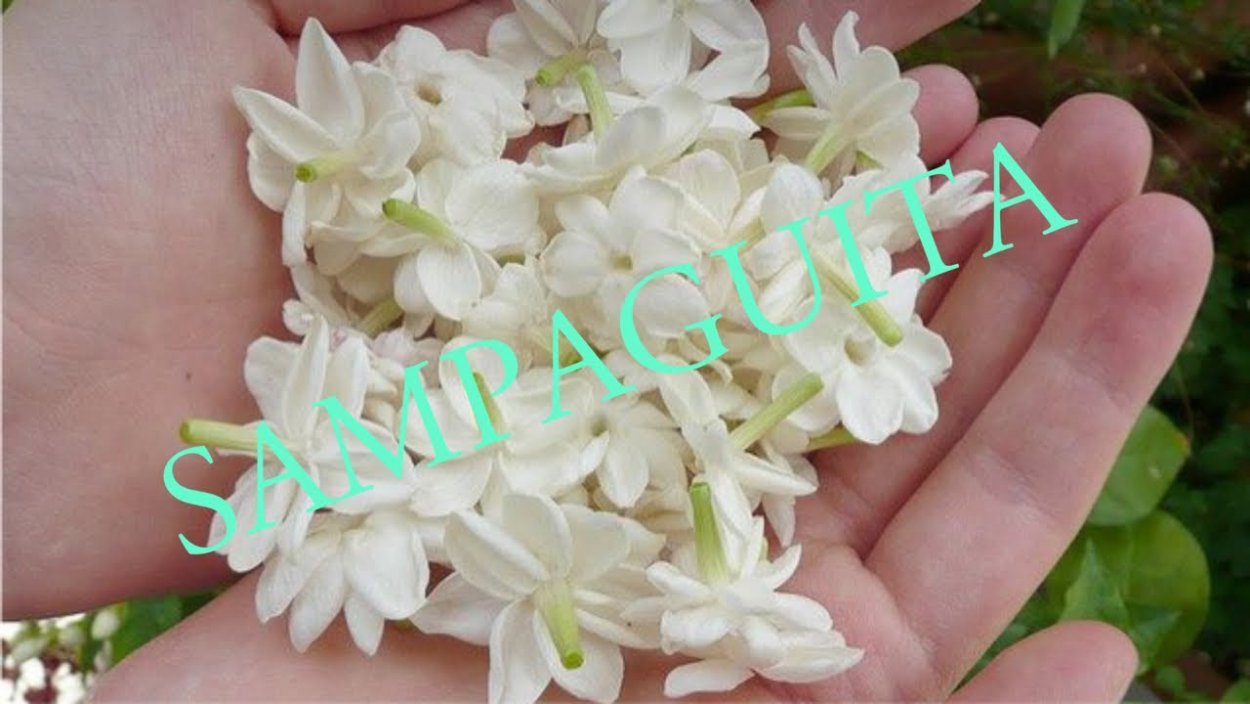 Жасмин Лератти