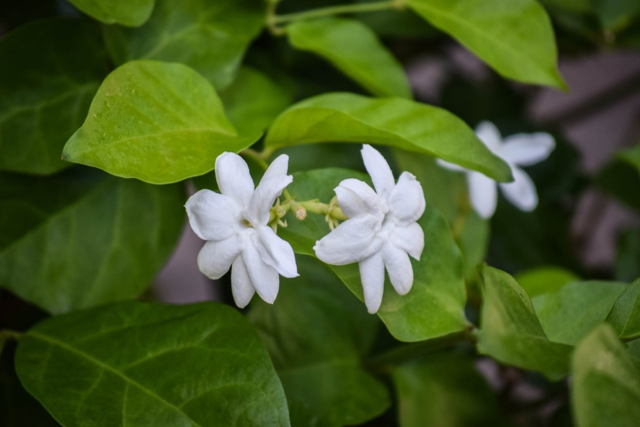 Жасмин цветок садовый купить семена