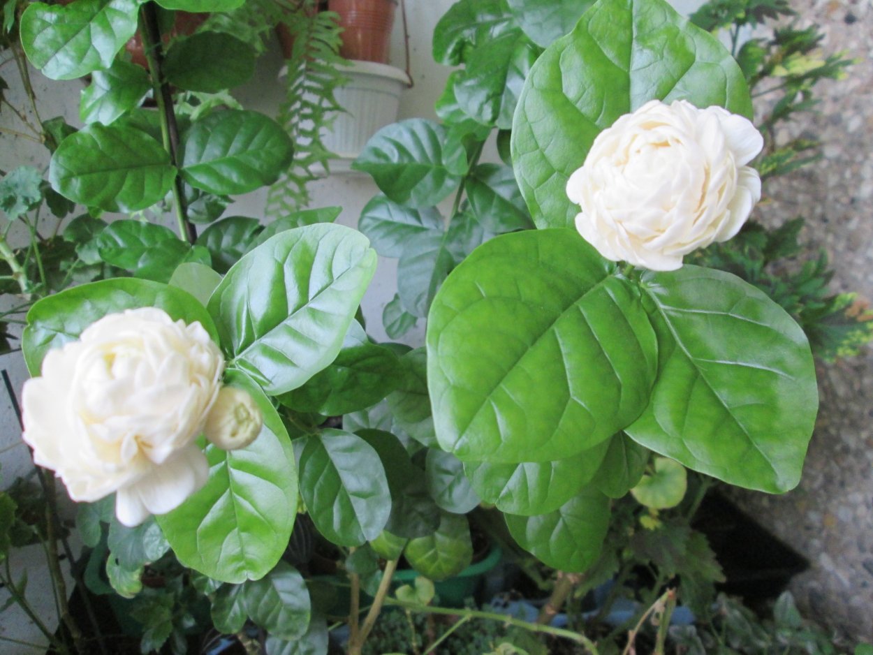 Китайский Жасмин