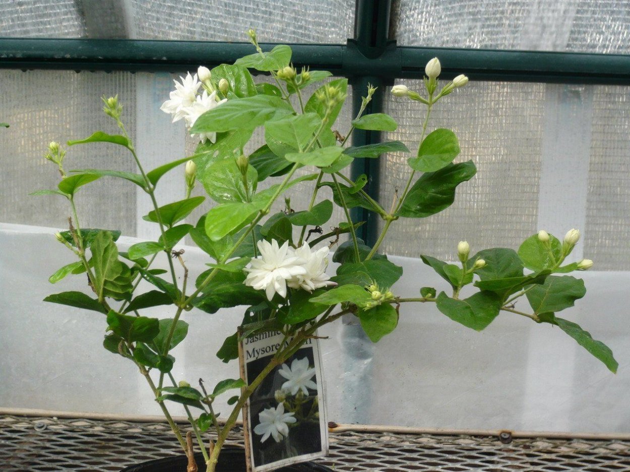 Жасмин самбак, лигуструм японский