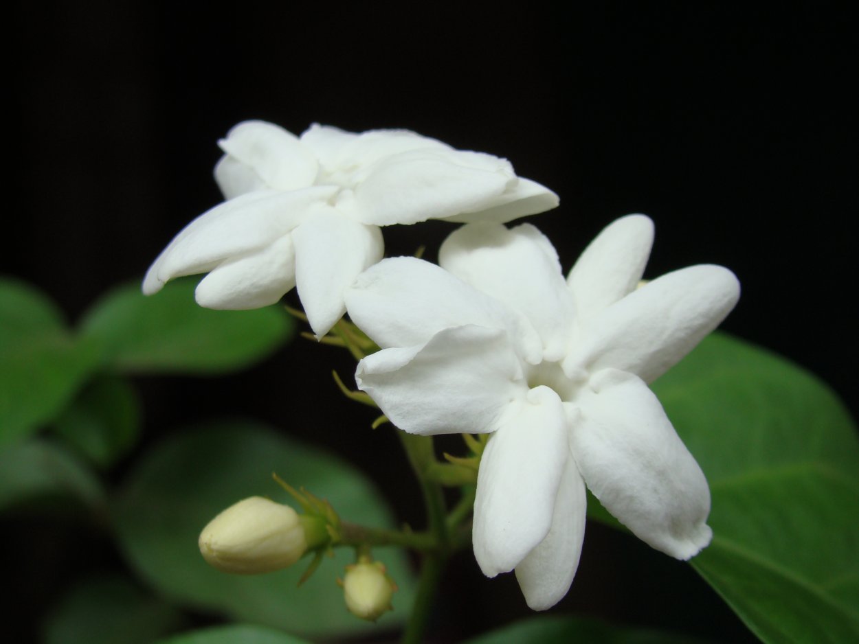 Жасмин грандифлорум