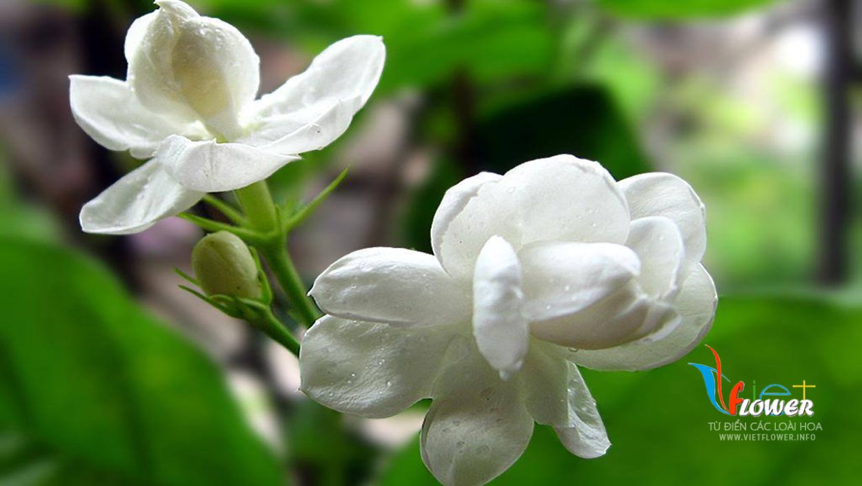 Жасмин самбак махровый