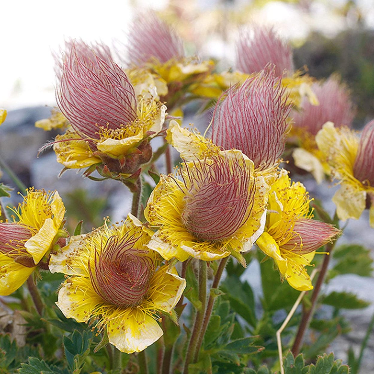 Гравилат трифлорум