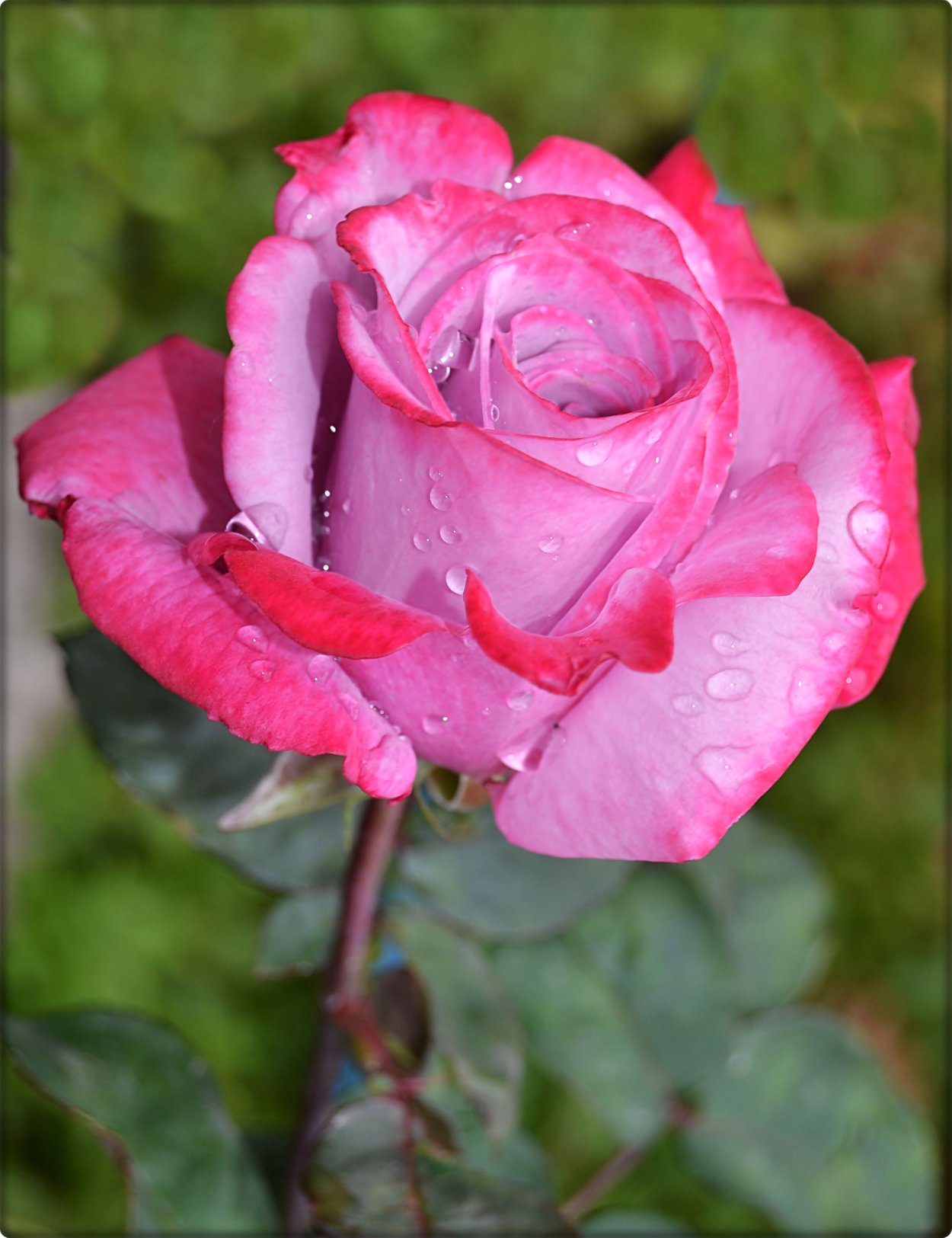 Роза де Сарон Саронская