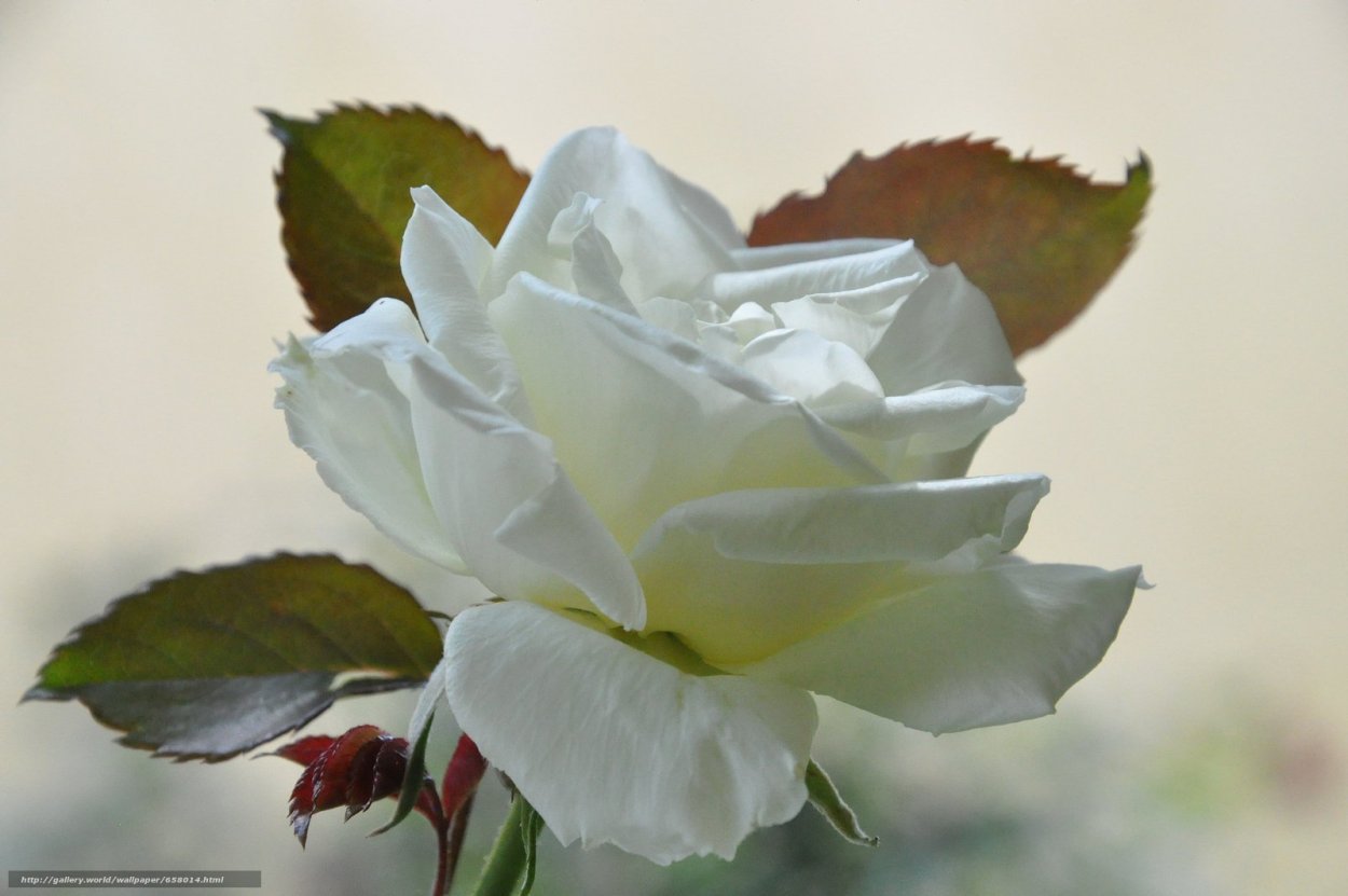 Саронская роза белая