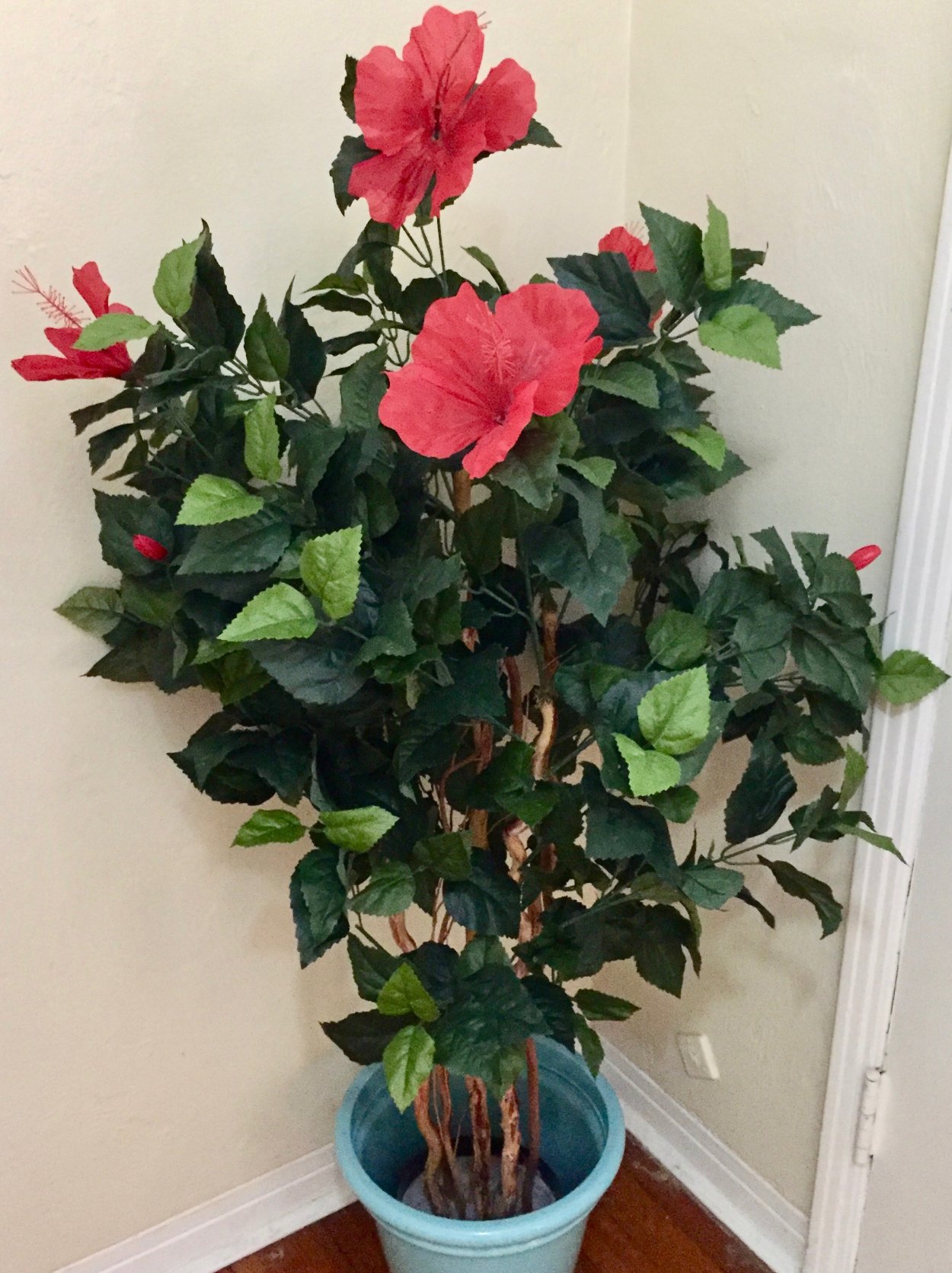 Роза гибискус комнатный