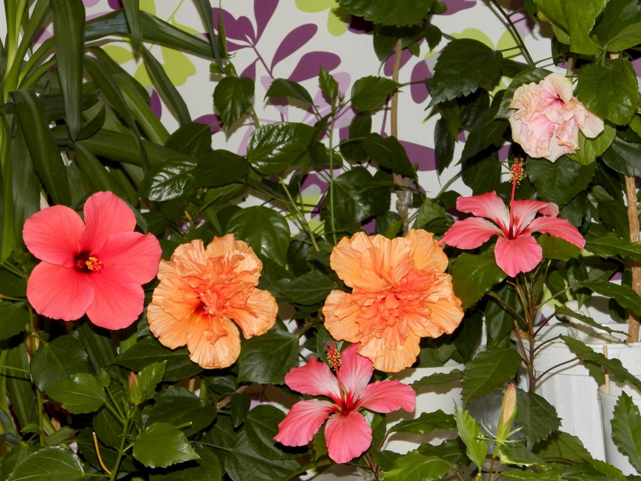 Гибискус цветок дерево