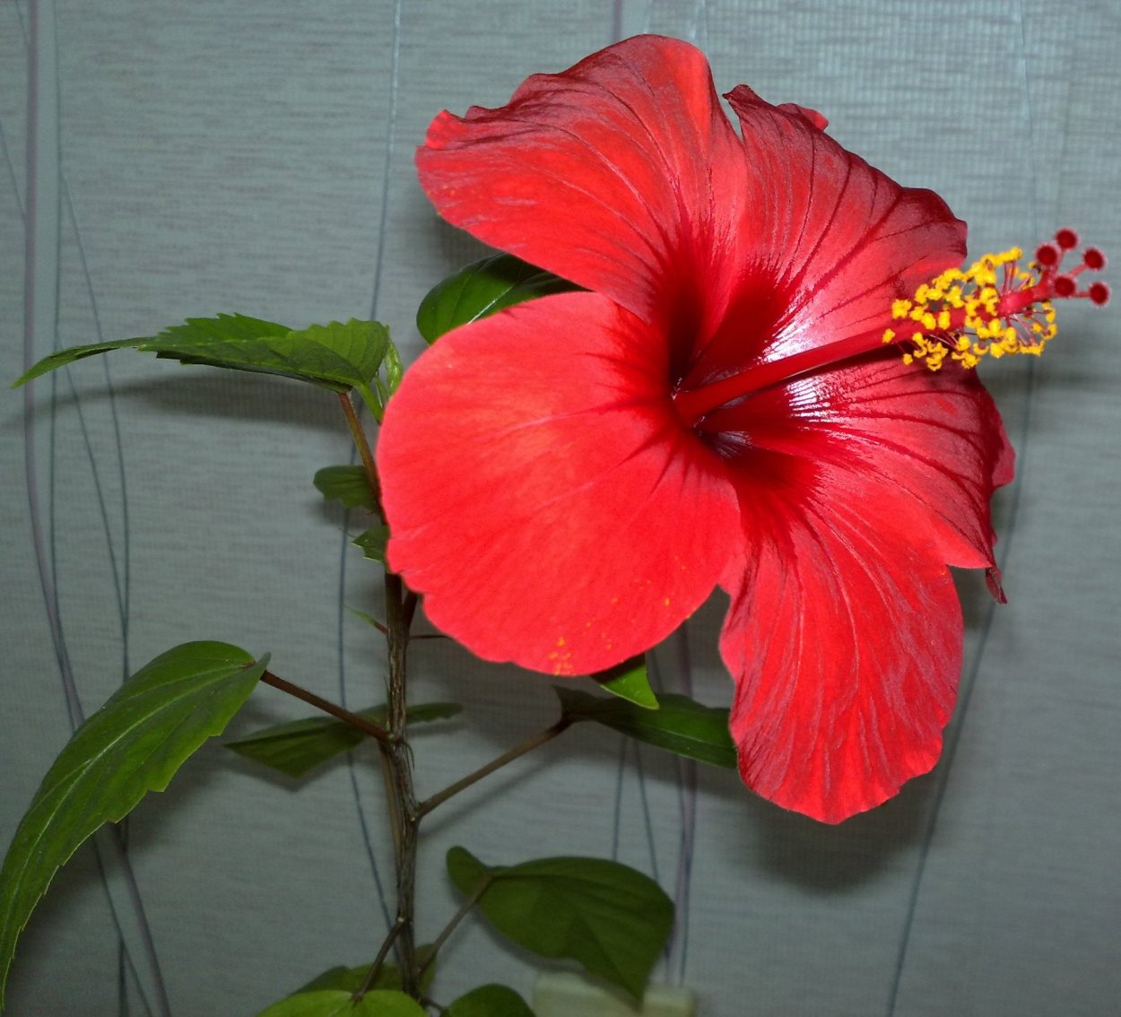 Роза гибискус