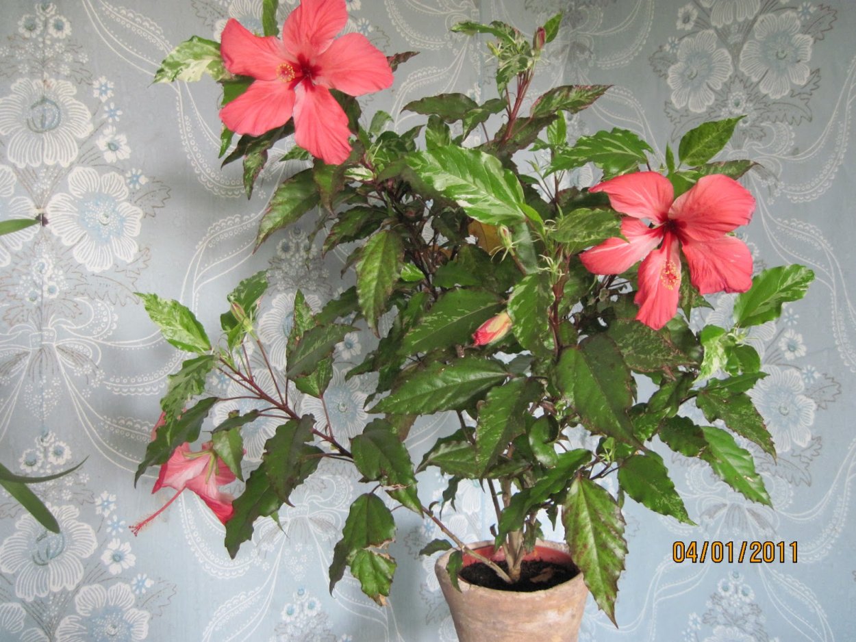 Гибискус Канарский