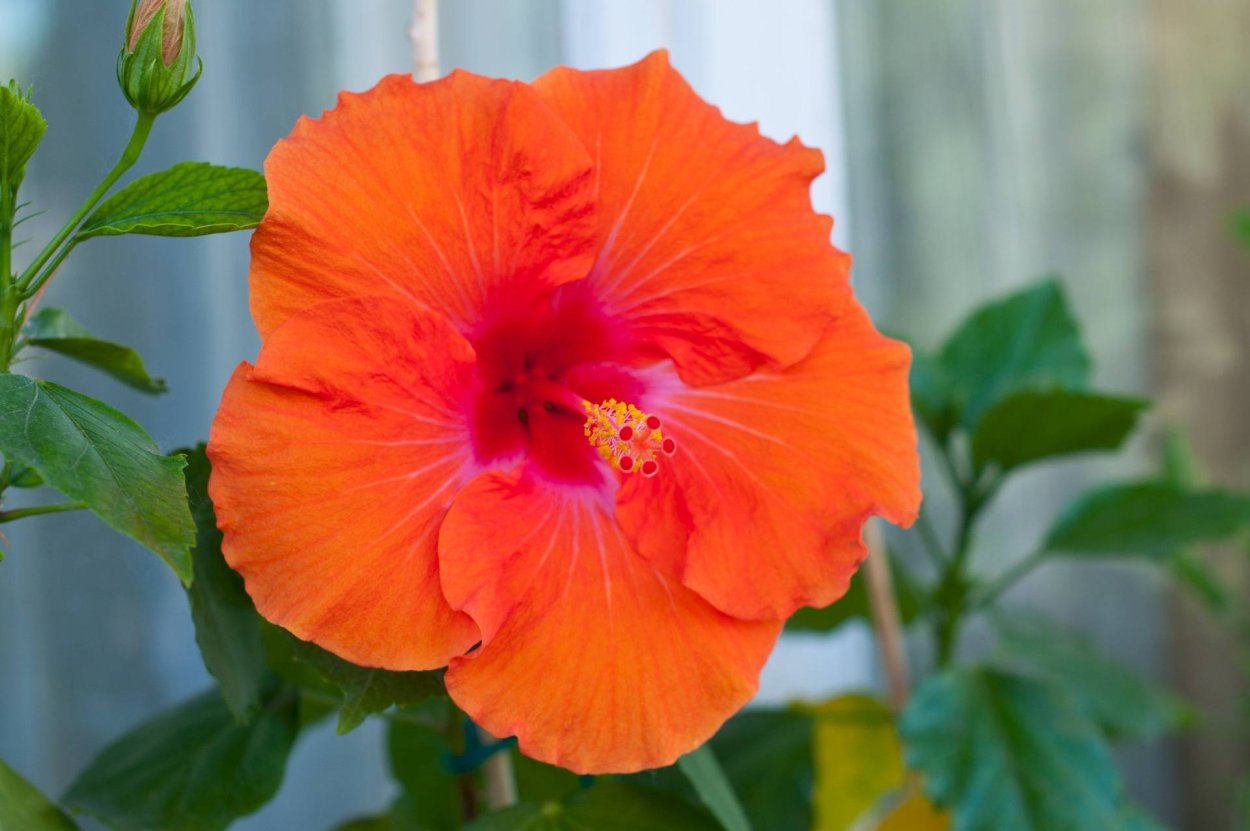 Гибискус Pink Bouquet