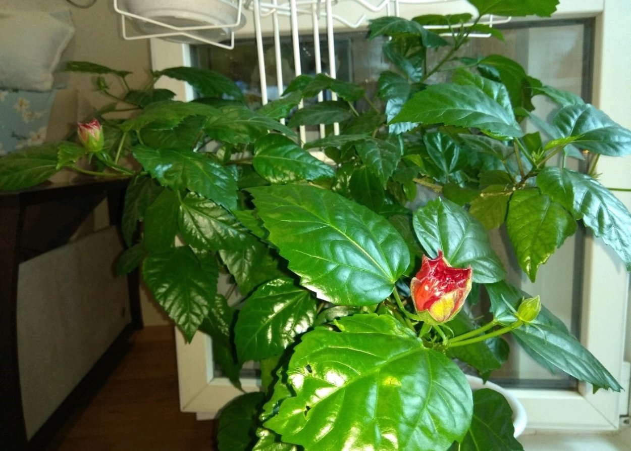 Гибискус кустарниковый