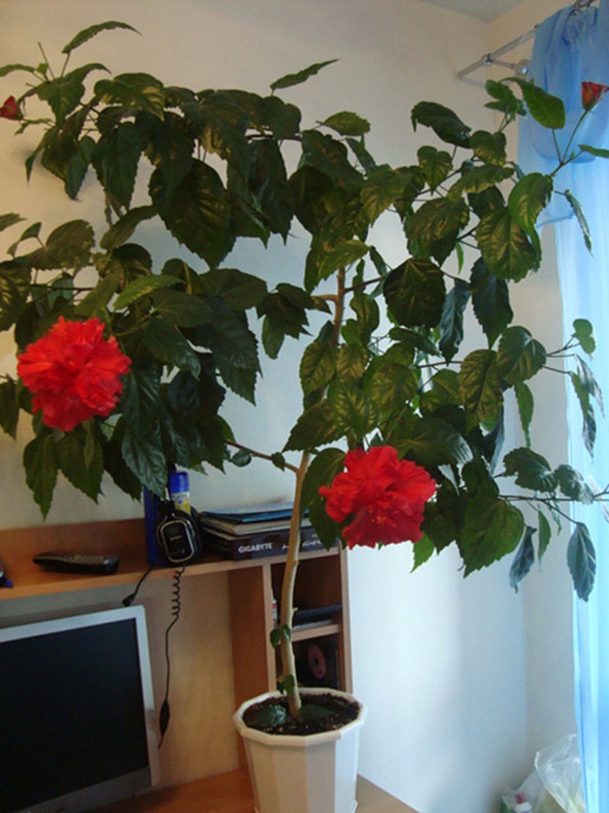 Гибискус комнатный