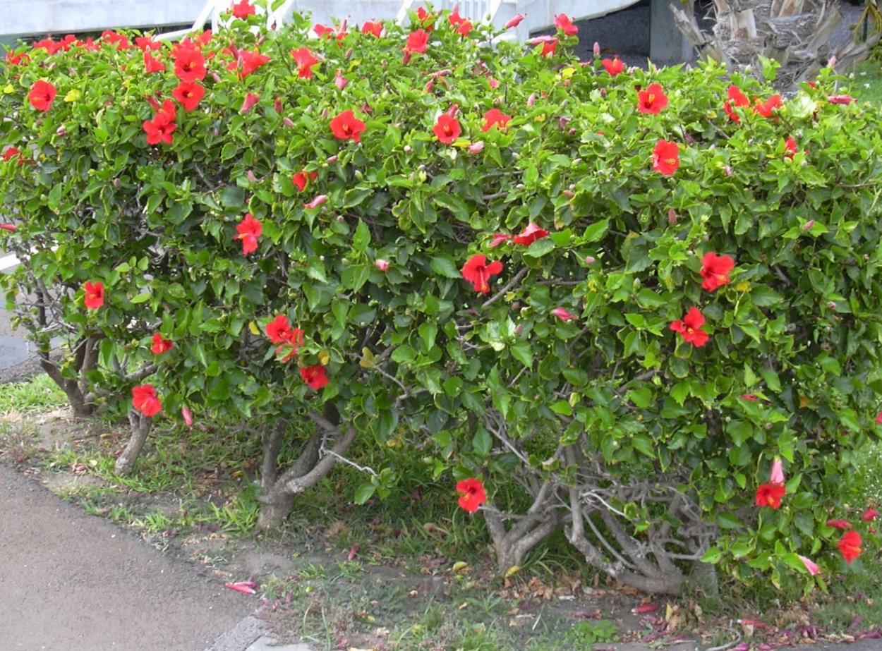 Гибискус Seminole Princess