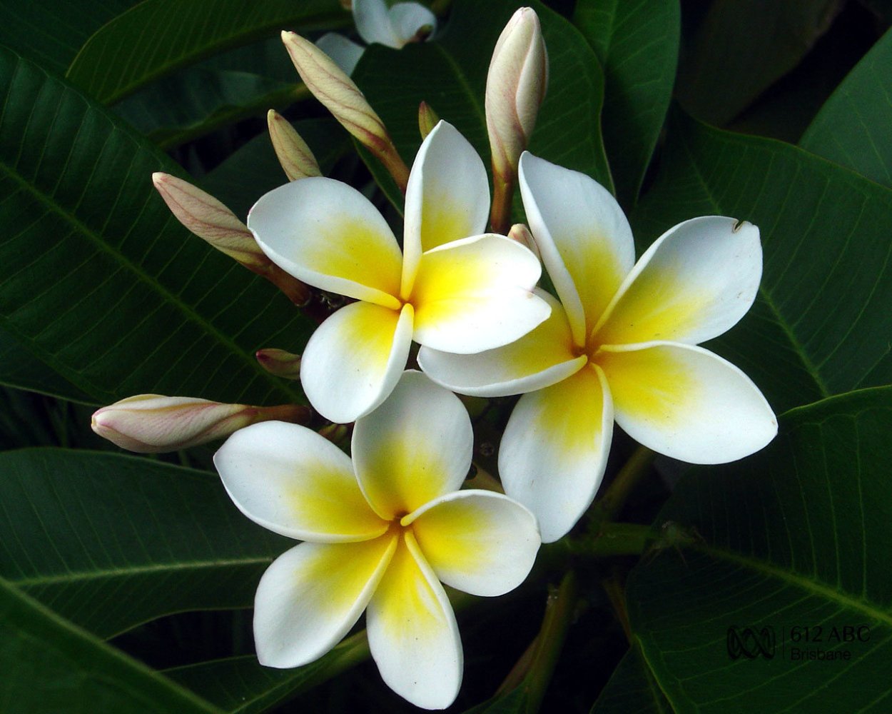 Плюмерия (Франжипани) сиреневый каприз