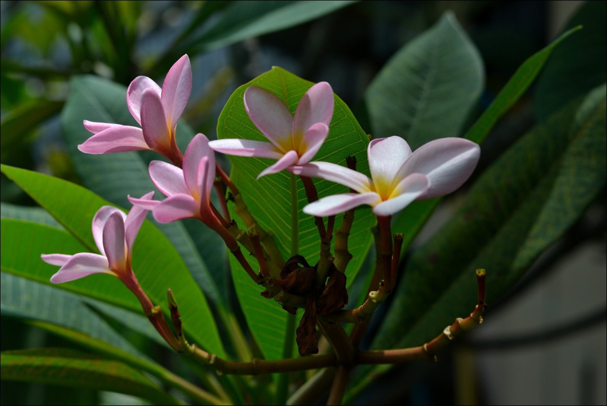 Магнолия Тайланд