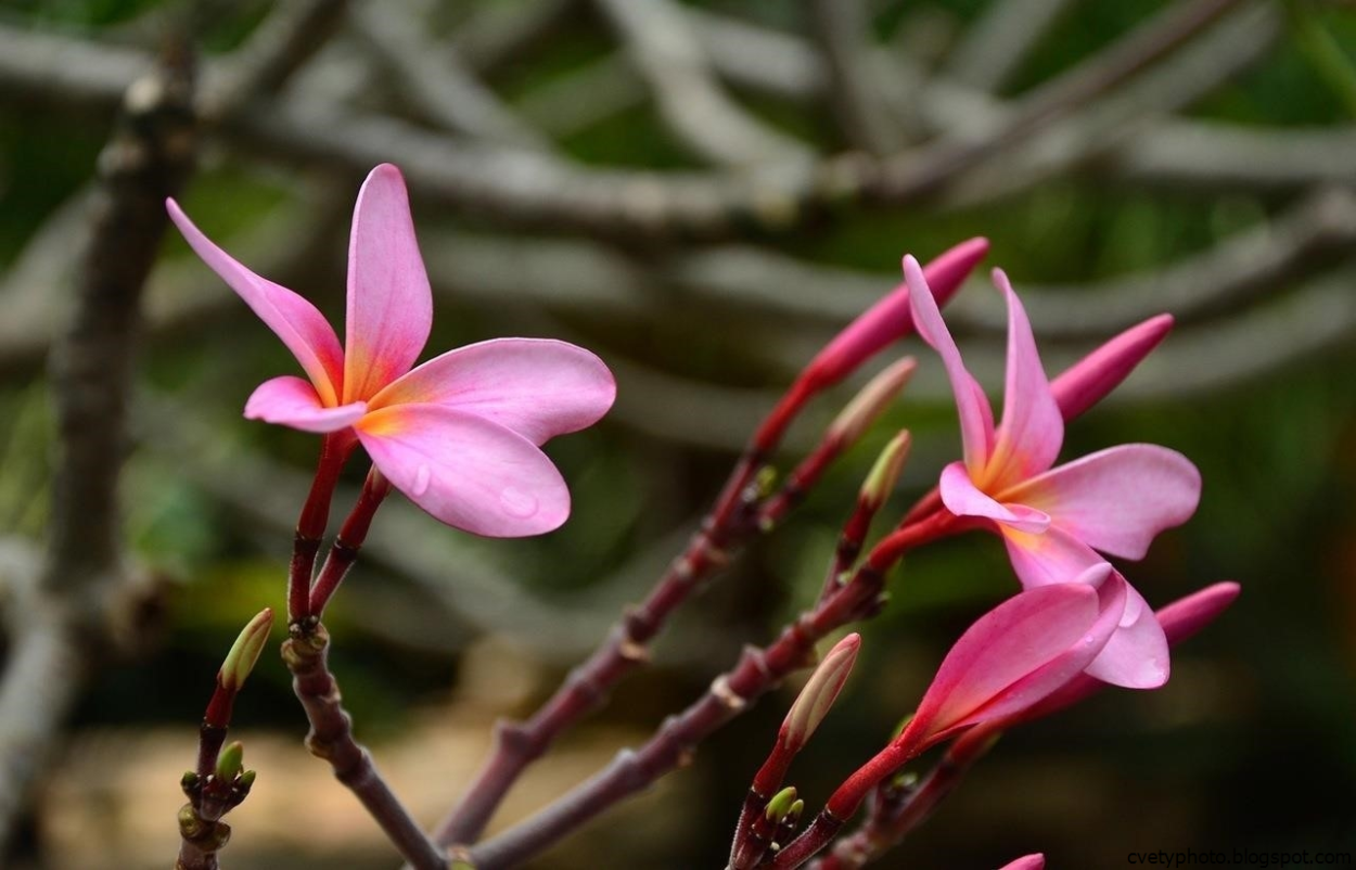 Цветы Магнолия Тай