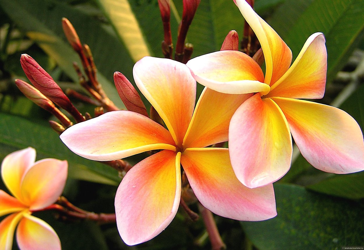 Тайская Магнолия