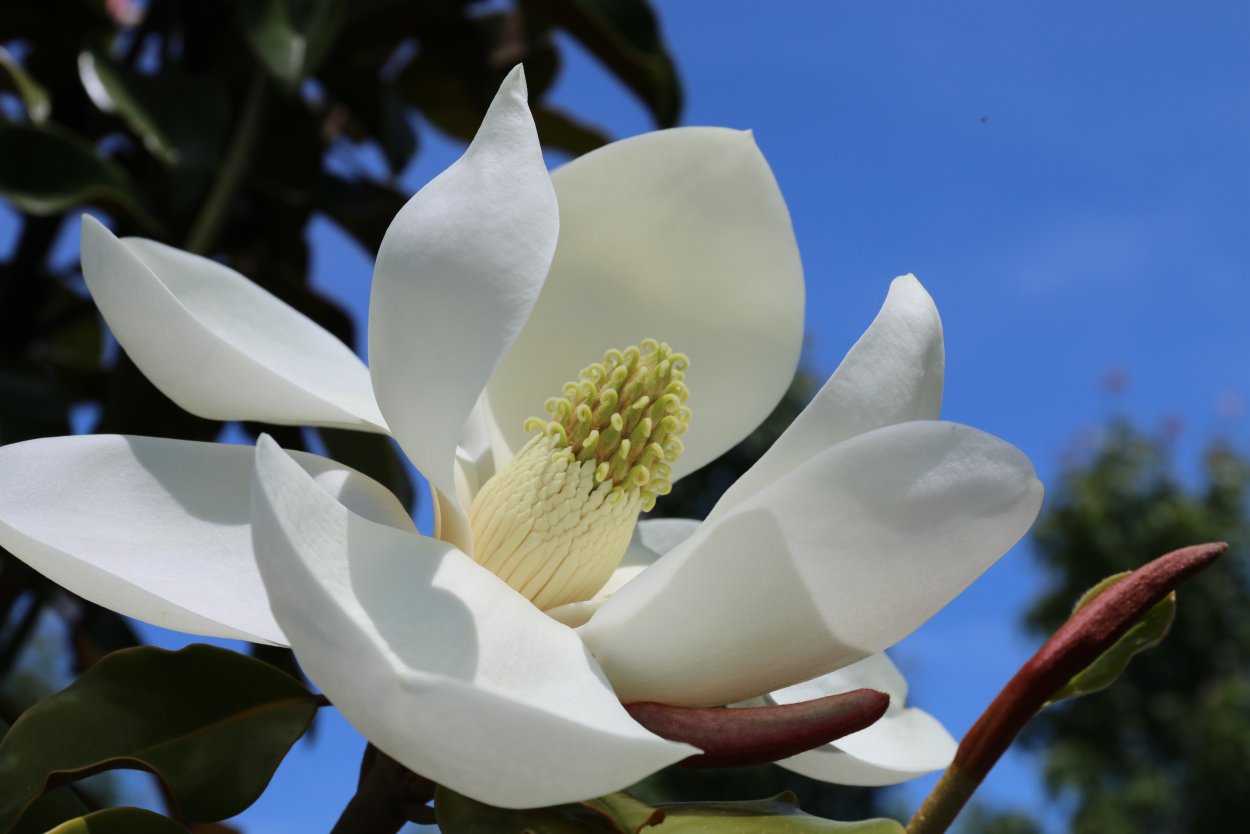 Магнолия грандифлора цветы