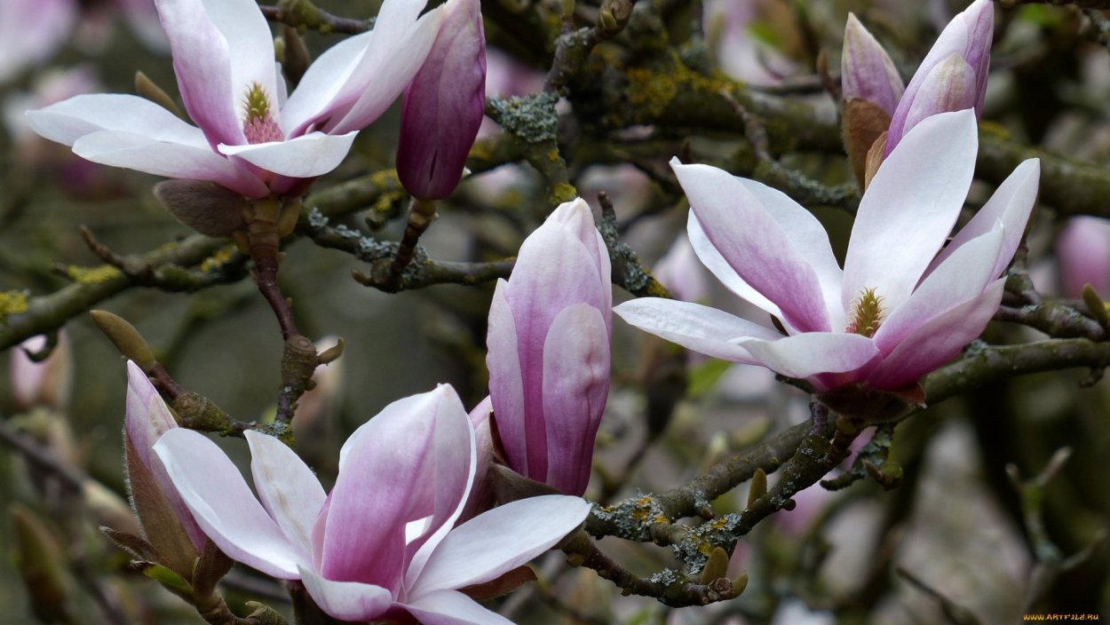 Магнолия трехлистная
