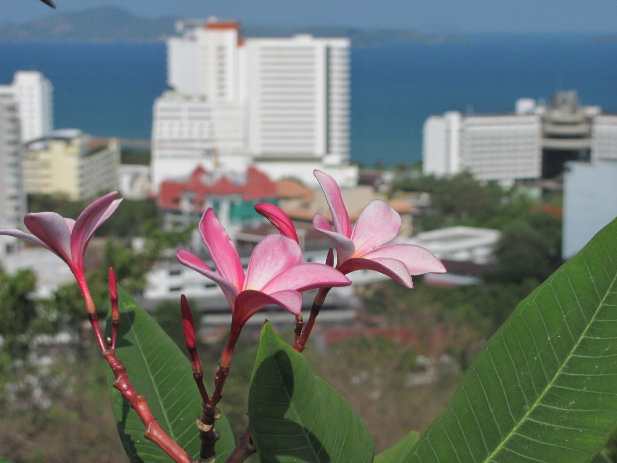 Паттайя цветок