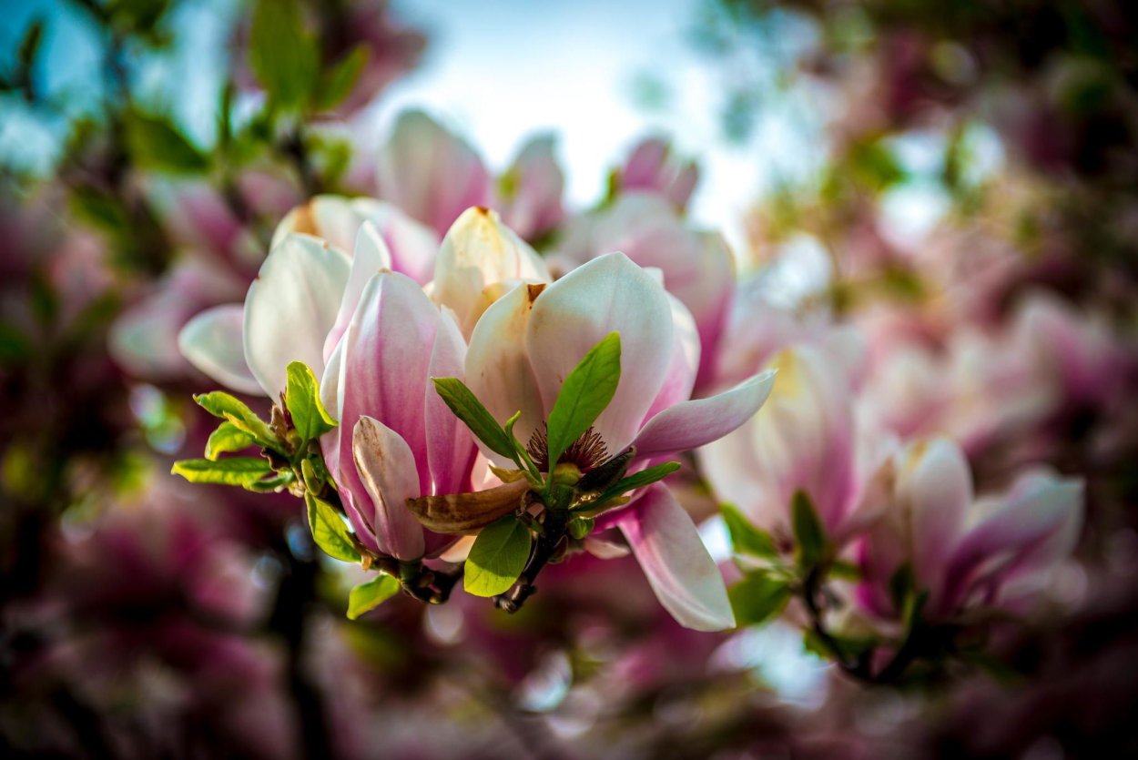 Стальная Магнолия цветок