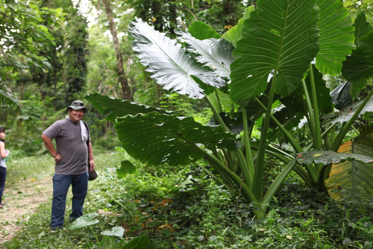 Алоказия крупнокорневищная