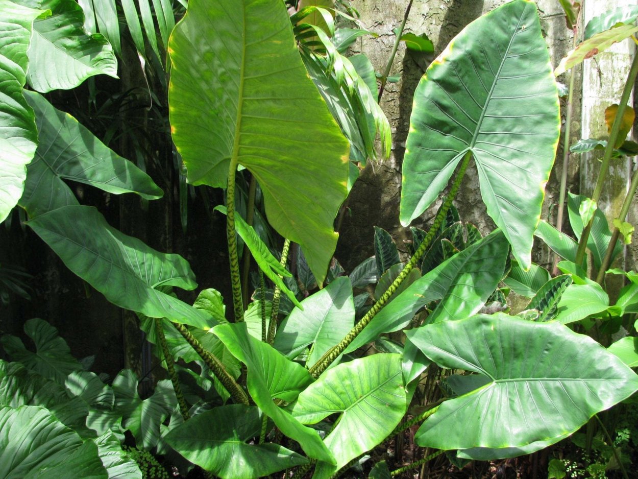 Alocasia macrorrhizos