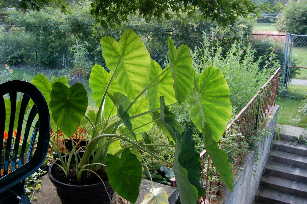 Алоказия Арма