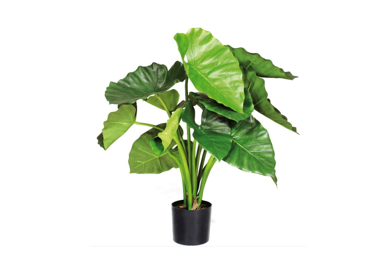 Алоказия крупнокорневая