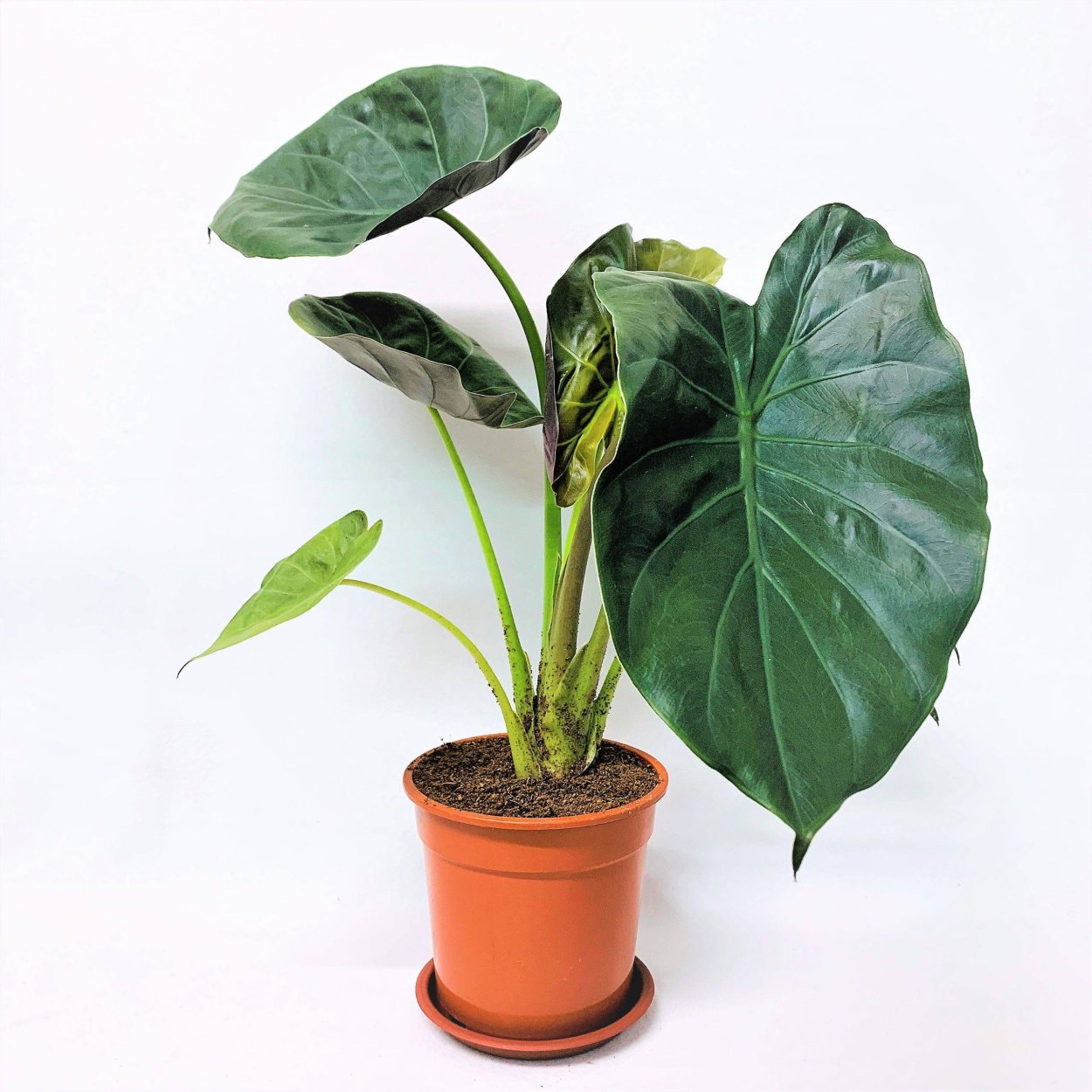 Алоказия Calidora