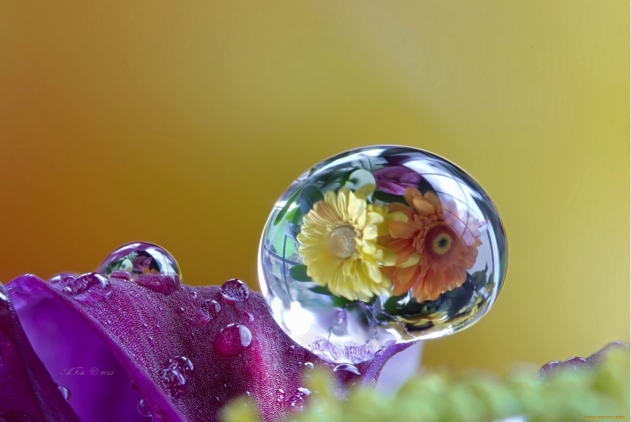 Макросъемка природа