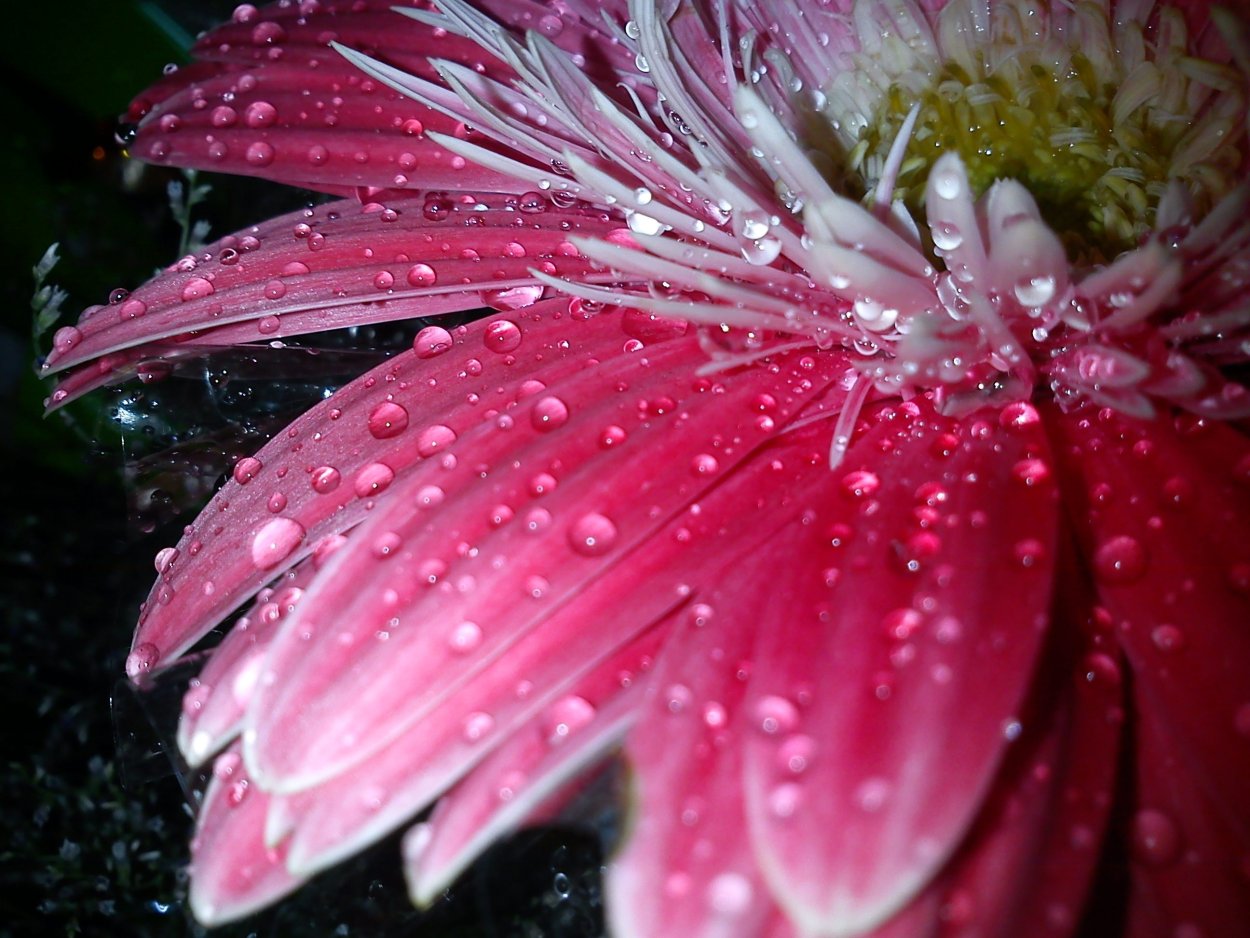 Цветы с капельками росы