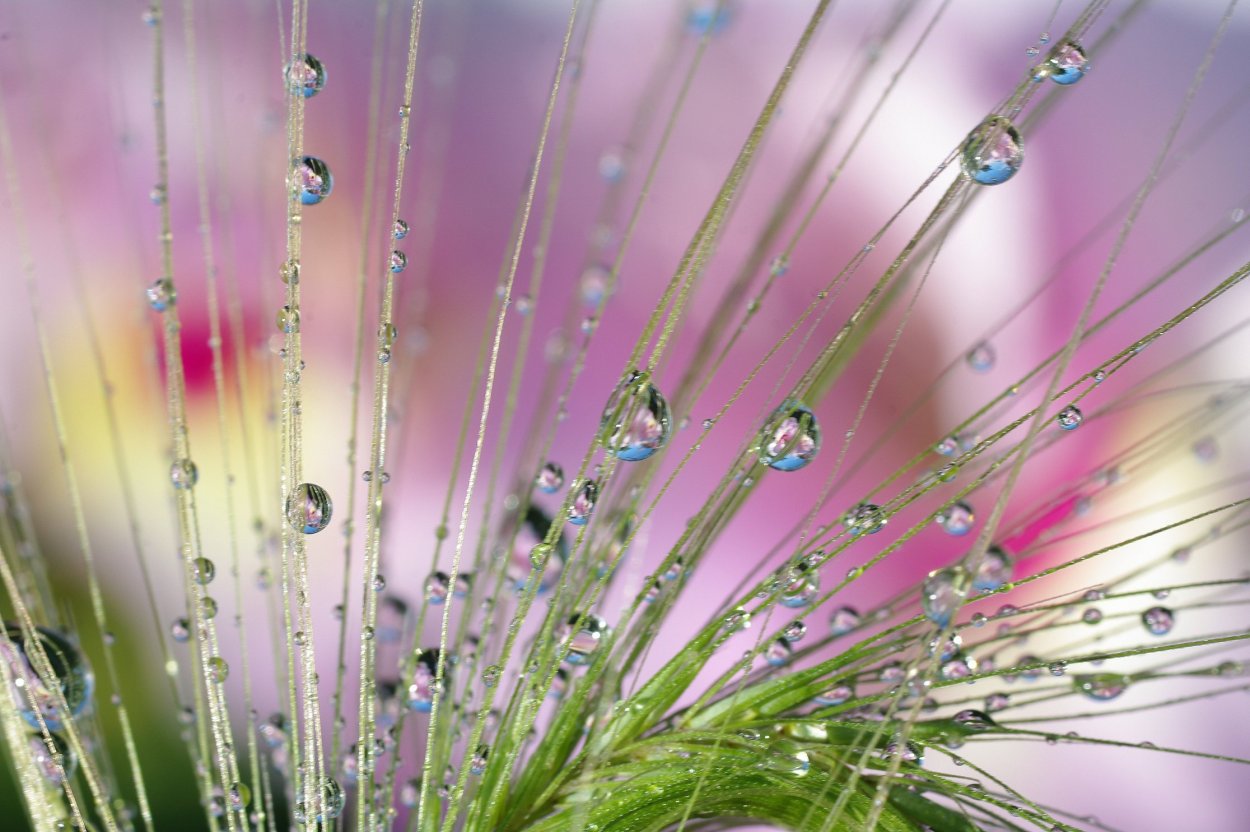 Капли макро