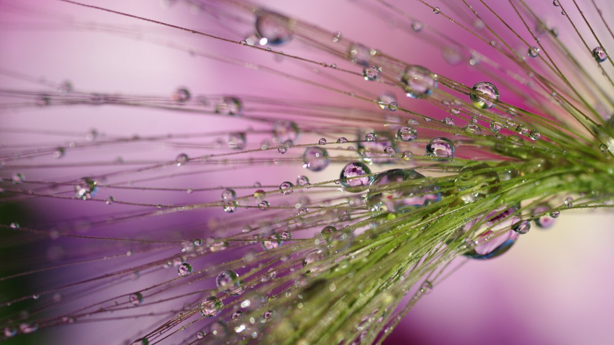 Капли макро