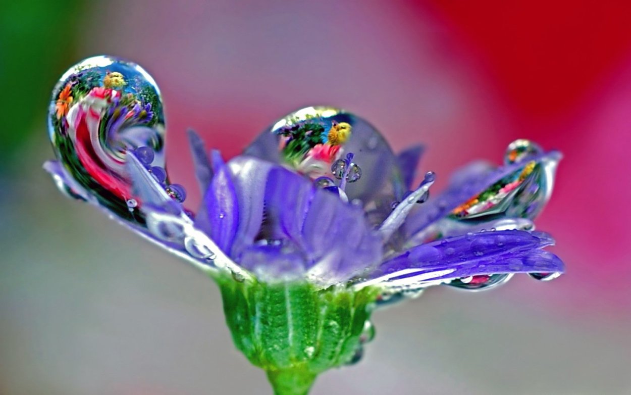 Цветы в росе