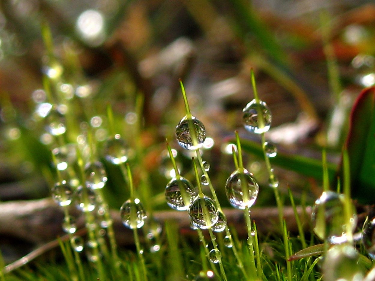 Макросъемка природа