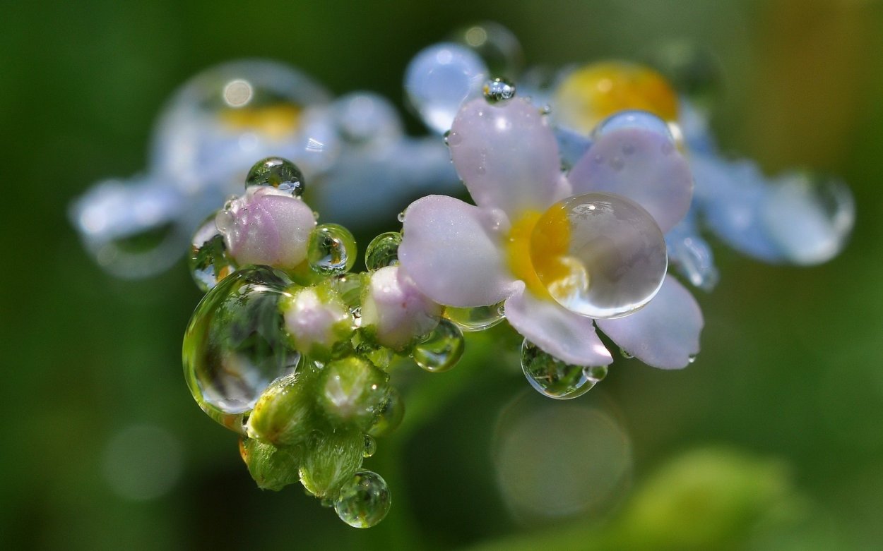 Цветы в росе