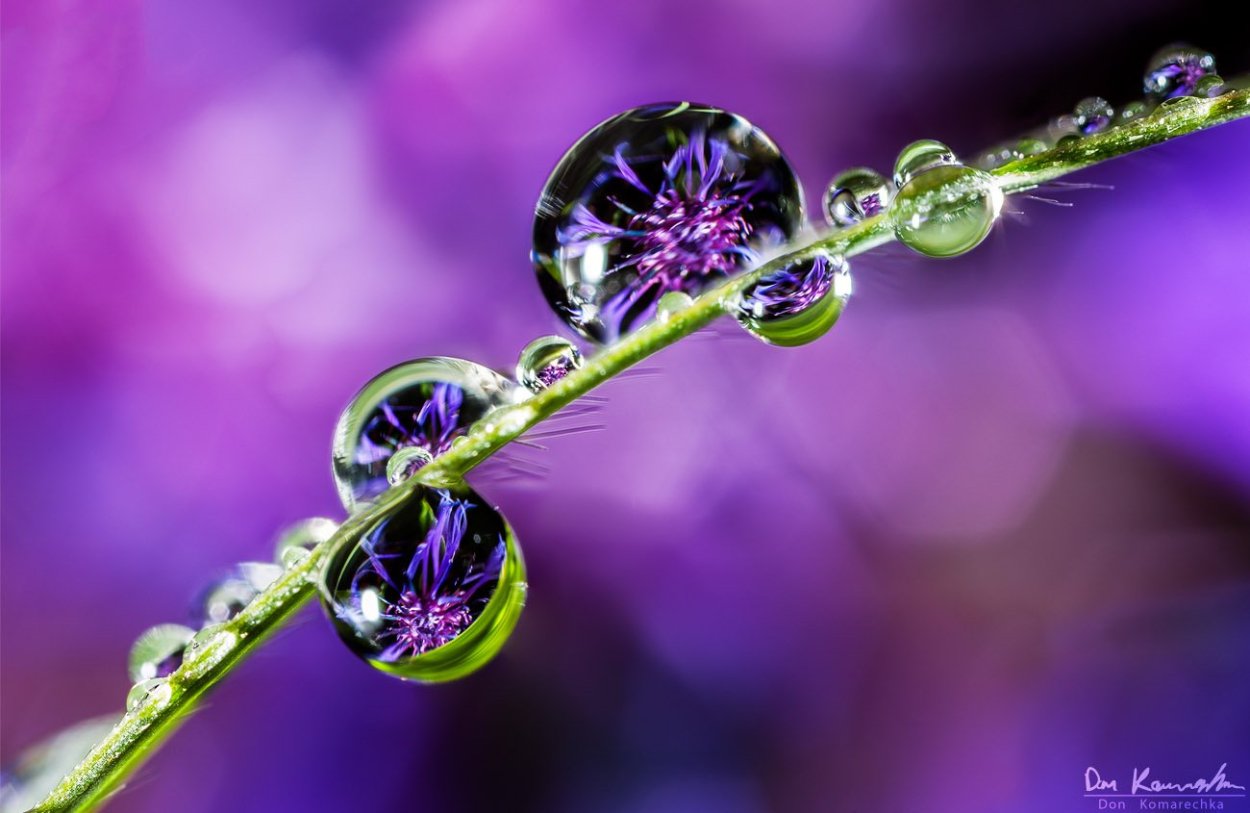 Красивые капли росы