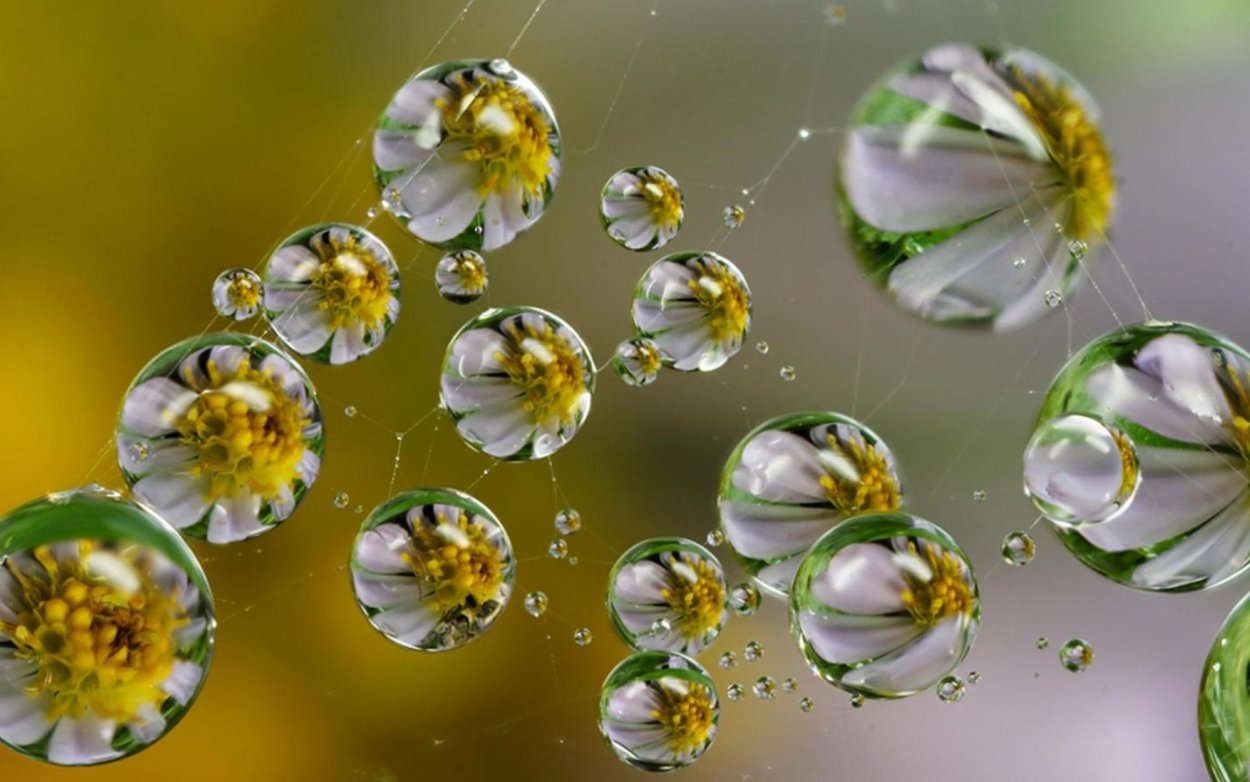 Отражение в каплях росы