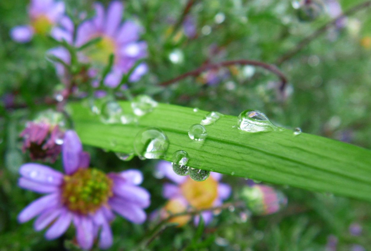 Роса на полевых цветах