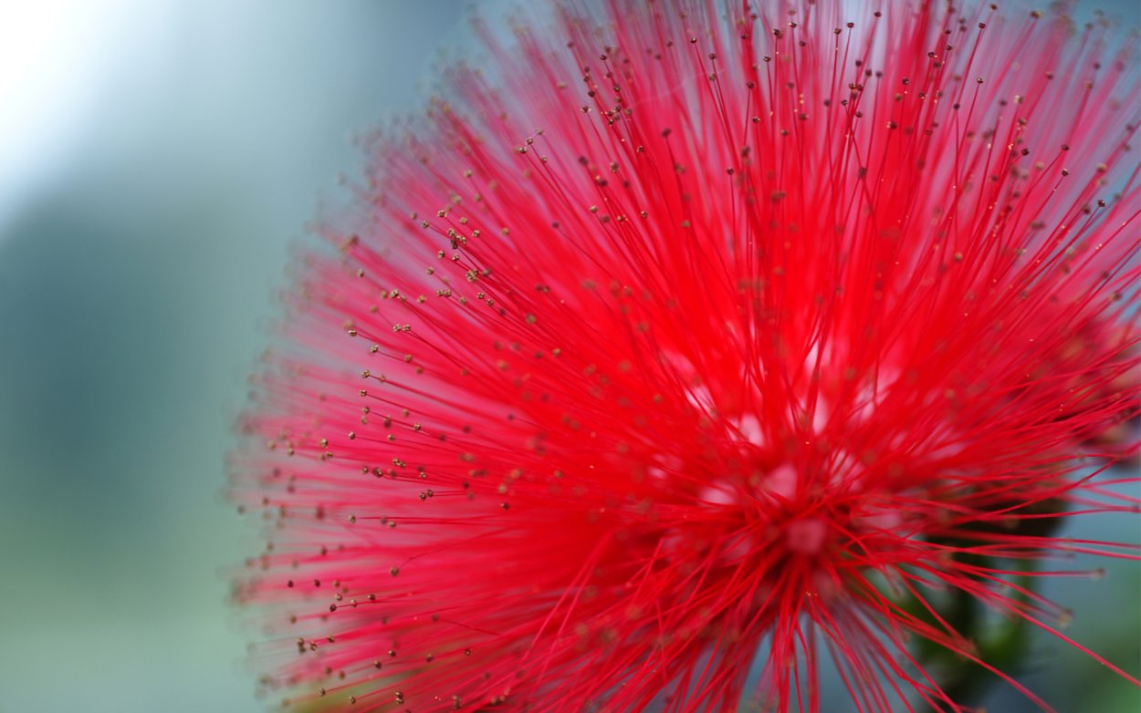 Мимоза красная цветок