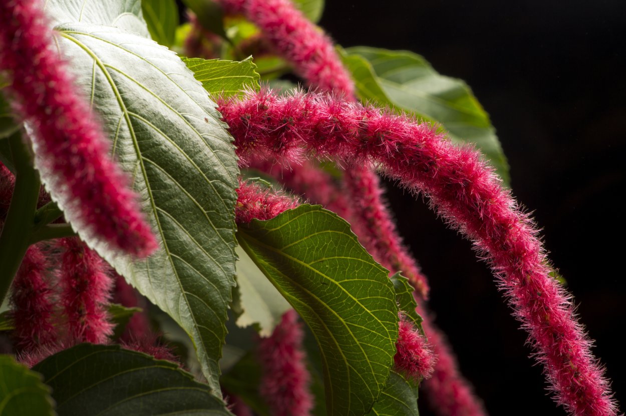 Акалифа "яванский белый"