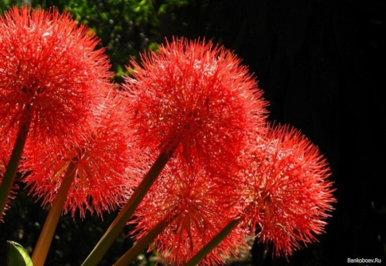 Красные пушистые цветы