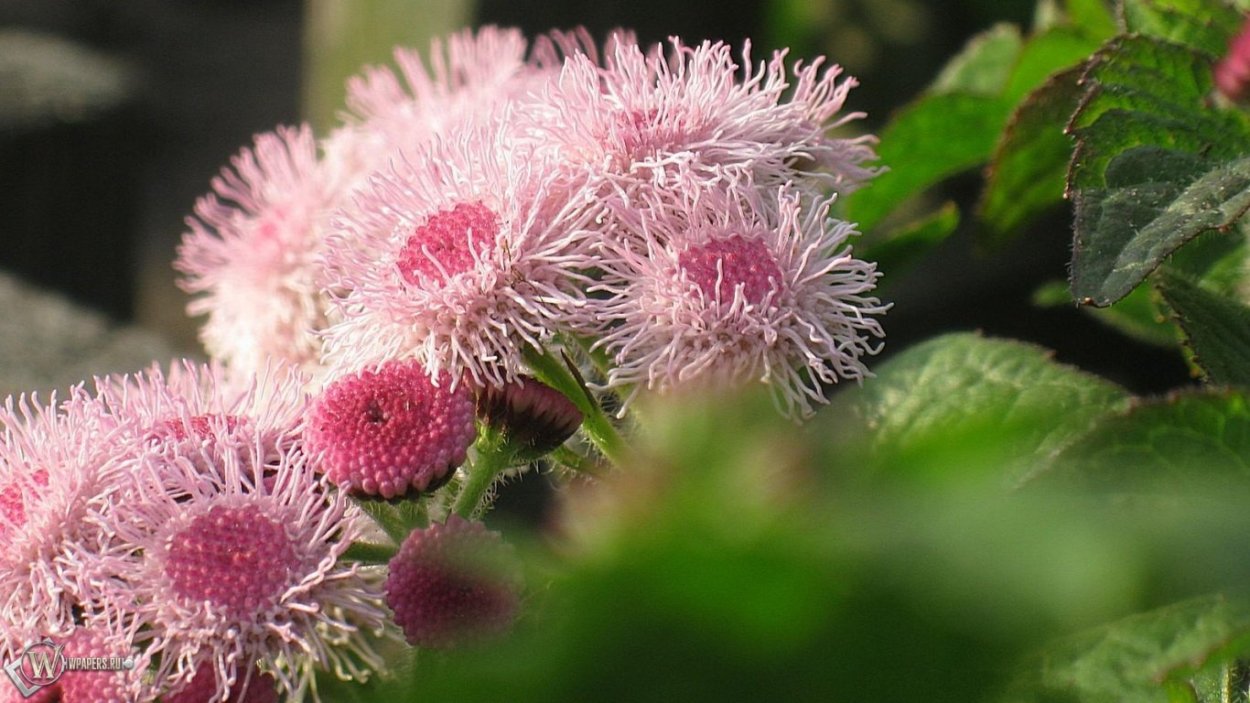 Агератум розовый шар