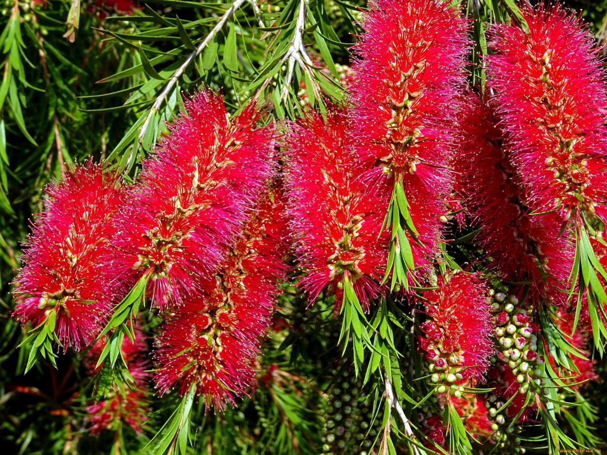 Каллистемон цветок