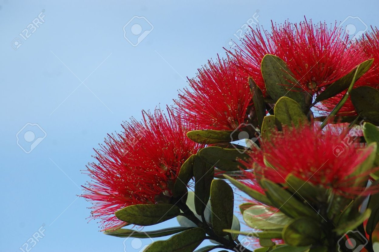 Дерево с красными пушистыми цветами