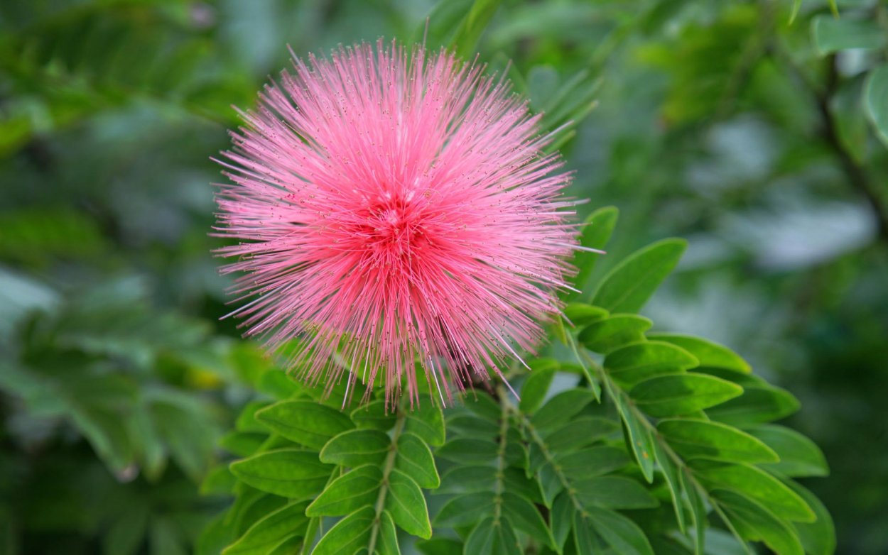 Calliandra eriophylla
