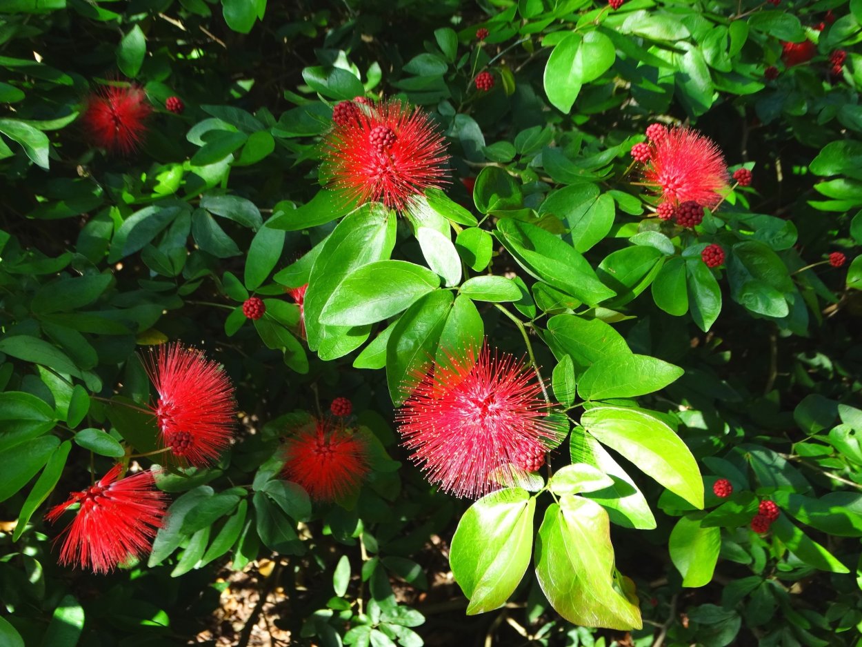 Тропическое растение с красными пушистыми цветами