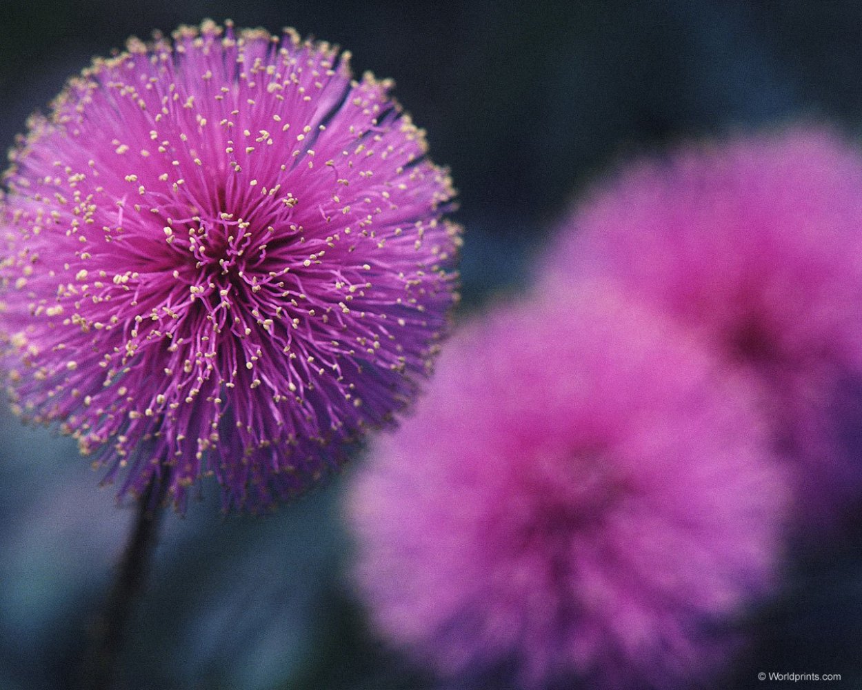 Тянь-Шанский одуванчик