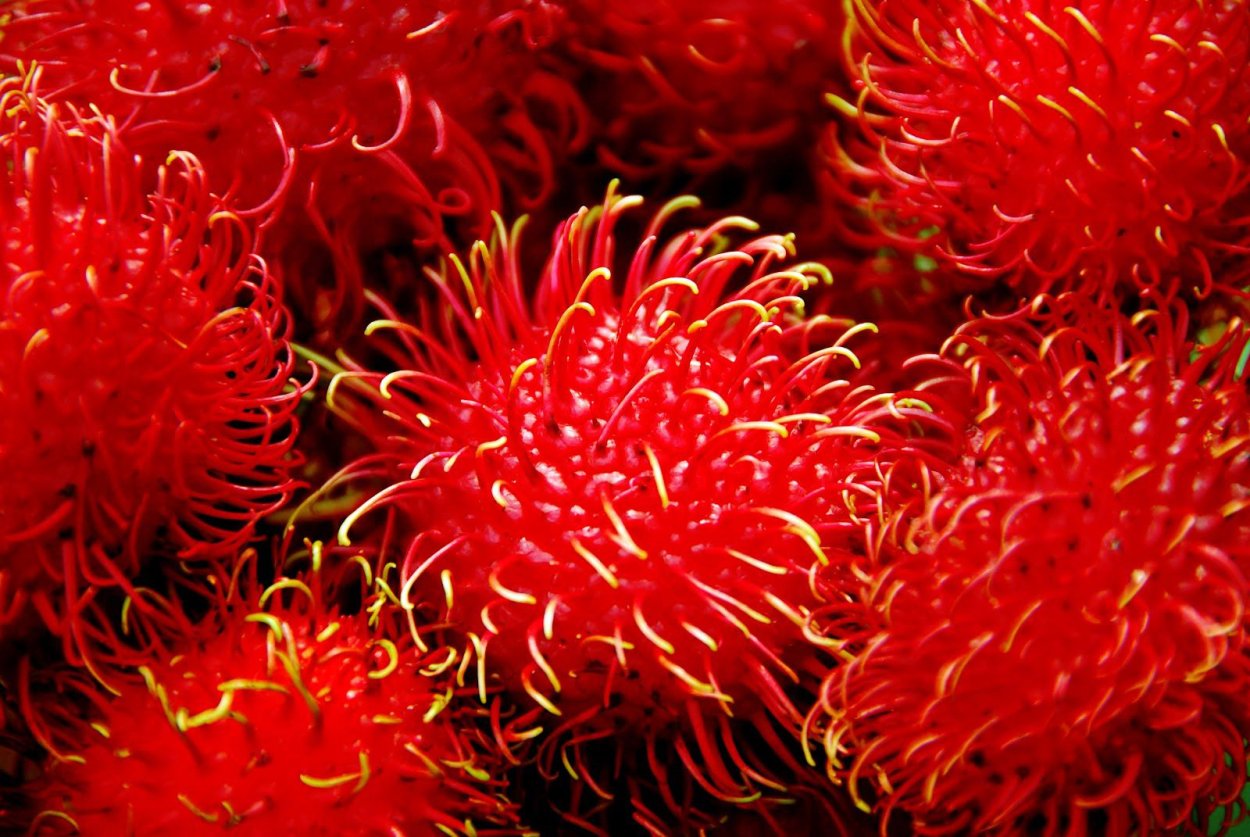 Желтый рамбутан